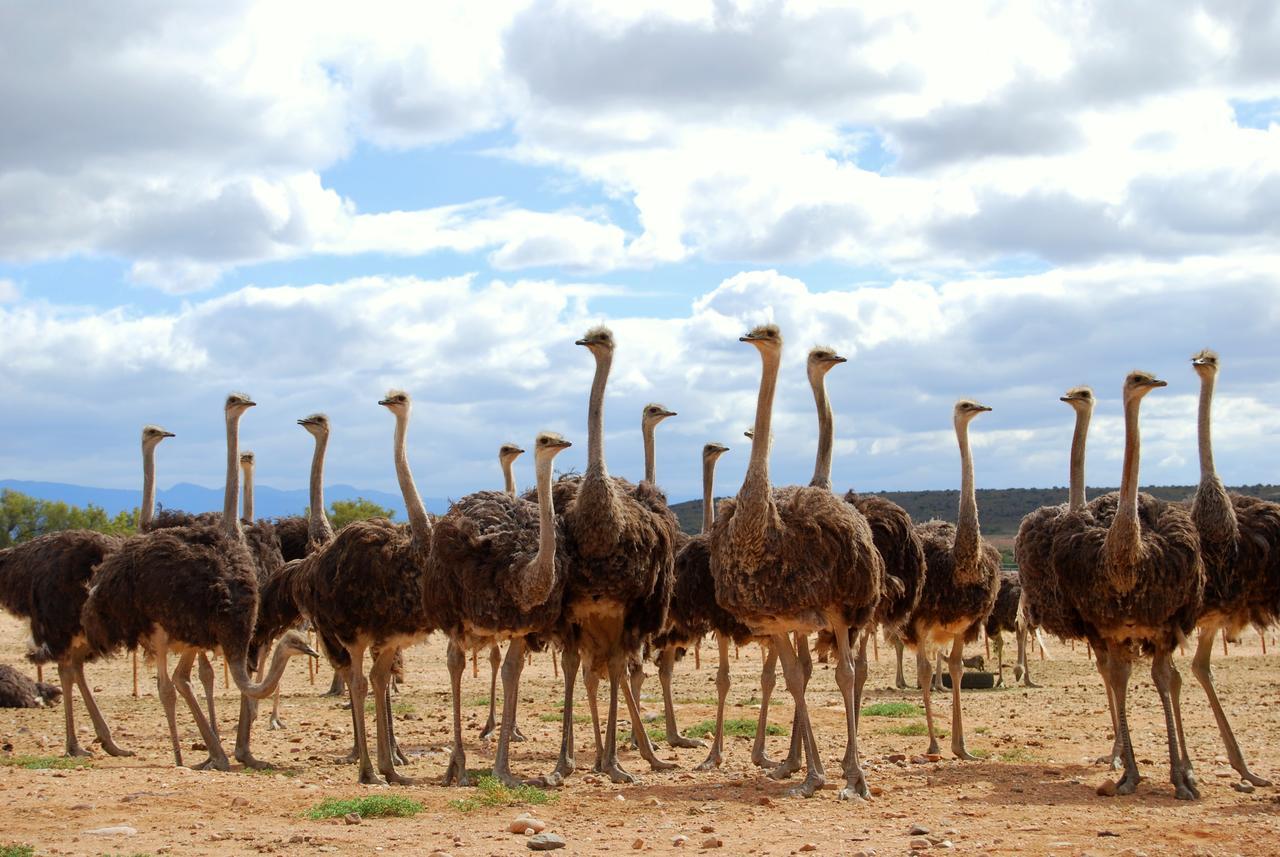 Amber Lagoon Backpackers Lodge Vleirivier エクステリア 写真